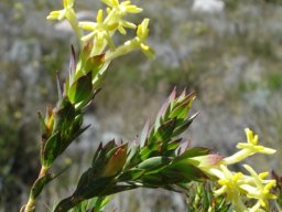 Gnidia oppositifolia spunky foliage